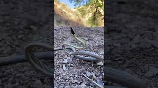 omg😮 dangerous🐍 snake❌#animals #shorts #shortvideo #shortsfeed #viral #trending #snake