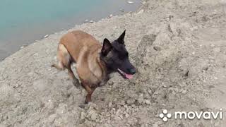 My malinois Asis BSD