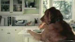 Funny Dog Commercial