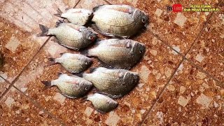 Umpan Ikan Patik (Bekuku)Muara Musiman Hasil melimpah