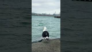 Black Backed Gull Looking for Its Buddy / Kelp Gull #shorts #kelp #birding