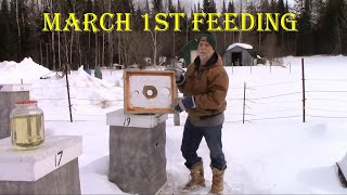 March 1st Feeding Honey Bees