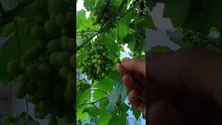 Grapes are sour#Angoor#sour#raw grapes 🍇#shorts