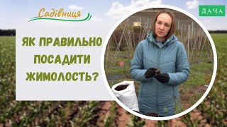 Як правильно посадити жимолость? Як Правильно Обробити Жимолость від Шкідників.