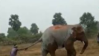 Man VS Elephant |Man Harrasing Wild Elephant|Elephant being Disturbed|Funny Moments Caught in Camera