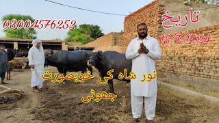 Noor shah ki top class jhoti for sale Okara Animal TV 15/7/2024