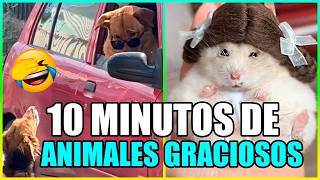 10 MINUTOS DE LOS ANIMALES MÁS DIVERTIDOS CAPTADOS POR LAS CÁMARAS - PARTE 2