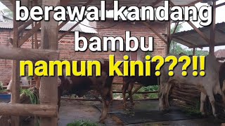 SUKSES TERNAK SAPI SAPI VIRAl KANDANG PEDALAMAN