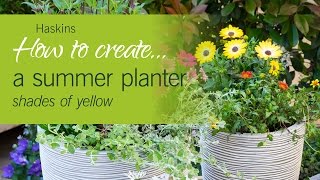 How to create a summer planter - shades of yellow - Haskins how to #4