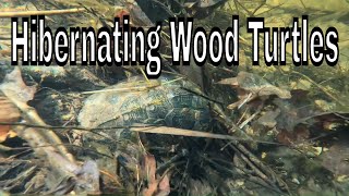 HIBERNATING WOOD TURTLES