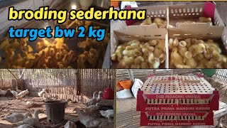 sop broding dod target bobot 2 kg