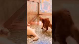 #funnycats #funnycat #cat #funnyvideo