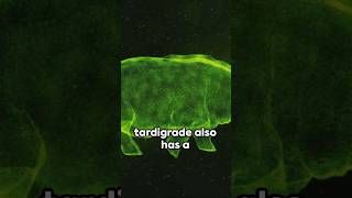 Tardigrade: The Invincible Micro-Beast #shorts #facts