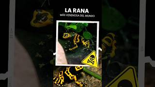 🐸 La rana más venenosa del mundo