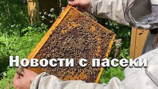 Новости с пасеки//отвратительная весна и вывод маток