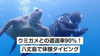 八丈島・体験ダイビング（3時間・ウミガメとの遭遇率90%・写真プレゼント付き）