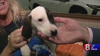 Dogs up for adoption at Connecticut International Auto Show