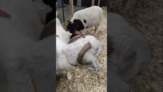 Goat with horns close by #goats #animal #animals #toronto #trending #viral #shortsviral #vlog