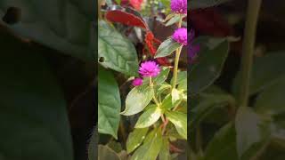 Life on Bunga kenop (Gomphrena globosa) #nature #shorts #amazing