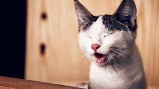 Cats are so funny you will die laughing - Funny cat compilation