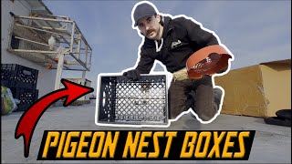 How Many Birds Came Back? + Making Pigeon Nest Boxes