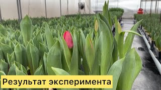 Подгоняем тюльпаны к 1 февраля. Эксперимент и результат!