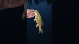 $Smallmouth at Dusk$ #justintime #noskunks