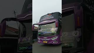 bus Msm Asyrof Cinderella Basuri #basuri #busmania #buspariwisata #asyrof #shorts