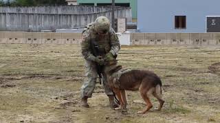 Military Working Dogs Aviation Training (2019) 🇺🇸