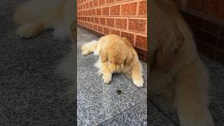 What is he going to do with it? #goldenretrieverpuppy