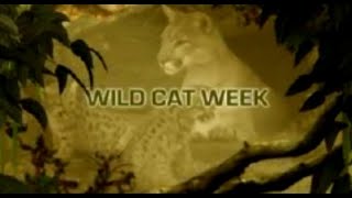 Wild cat week Animal planet Promo by Viewpoint Studios 2003