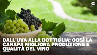 Dall’uva alla bottiglia: così la canapa migliora produzione e qualità del vino