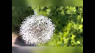 Dandelion Flower