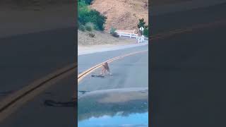 Cat versus snake 🐍 stand off #shorts #cat #snake