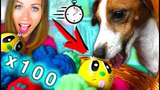 100 Мячиков за 10 Мин ЧЕЛЛЕНДЖ ДЛЯ СОБАКИ НА СКОРОСТЬ | Elli Di Pets