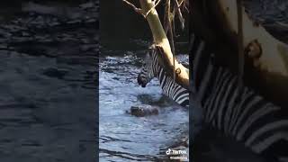 OMG!🐊BITE🦓| 1Sub Thxs