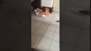 Мышь ганяет кота по квартире. The mouse chasing the cat around the apartment