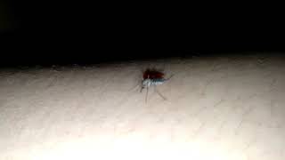 TIME-LAPSE OF A MOSQUITO SIPPING BLOOD