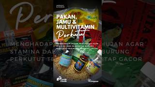 Pakan, Jamu, dan Multivitamin Perkutut untuk Menghadapi Musim Hujan