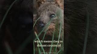 Animal With The Biggest Smile: The Quokka! 😁😁