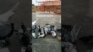 Ustad sheikh Aslam ky pigeons lays khaty hua#short #cookingwithshabana