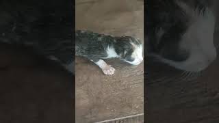 ❤️🐈SO LOVELY BABY CAT🐈Pls sub me, Thanks🙏