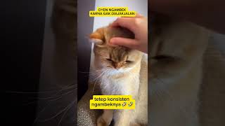 lucu nya si oyen ngambek gak di ajak jalan #ngakak #cutecat