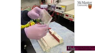 How to make an agarose gel for electrophoresis