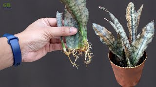 Snake plant or sansevieria coppertone propagation by leaf cuttings