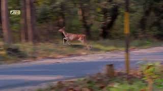 Deer Jumping high and fast for Crossing road