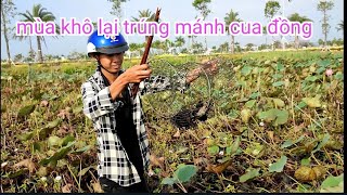 Cách đặt lợp cua đồng mùa khô hiệu quả #fishtrap | NHÂN HAI LÚA