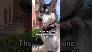 Dogs never lie about love! 🥹❤️ #dog #dogshorts #shorts #cute #video #trending #subscribe