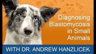 Diagnosing Blastomycosis In Small Animals | MiraVista Veterinary Diagnostics