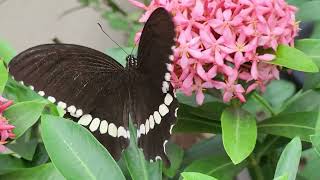 Butterfly feeding of a flower